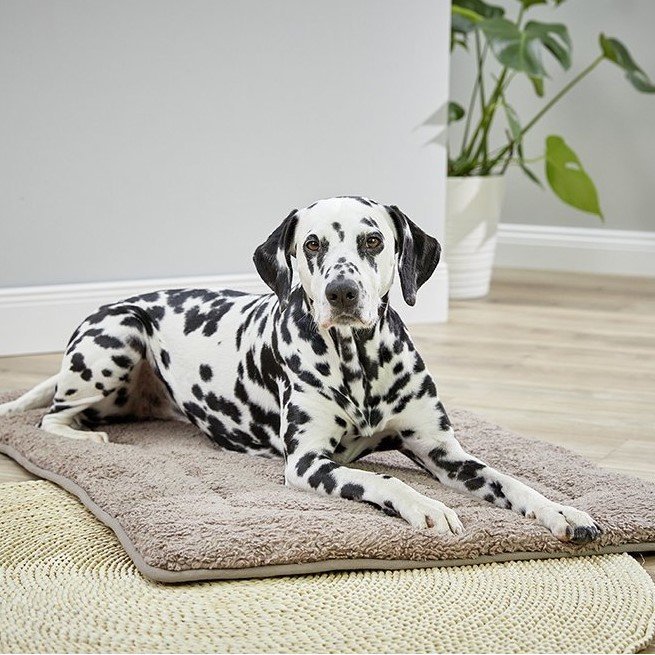 Eco Well Reisebett Bild 4