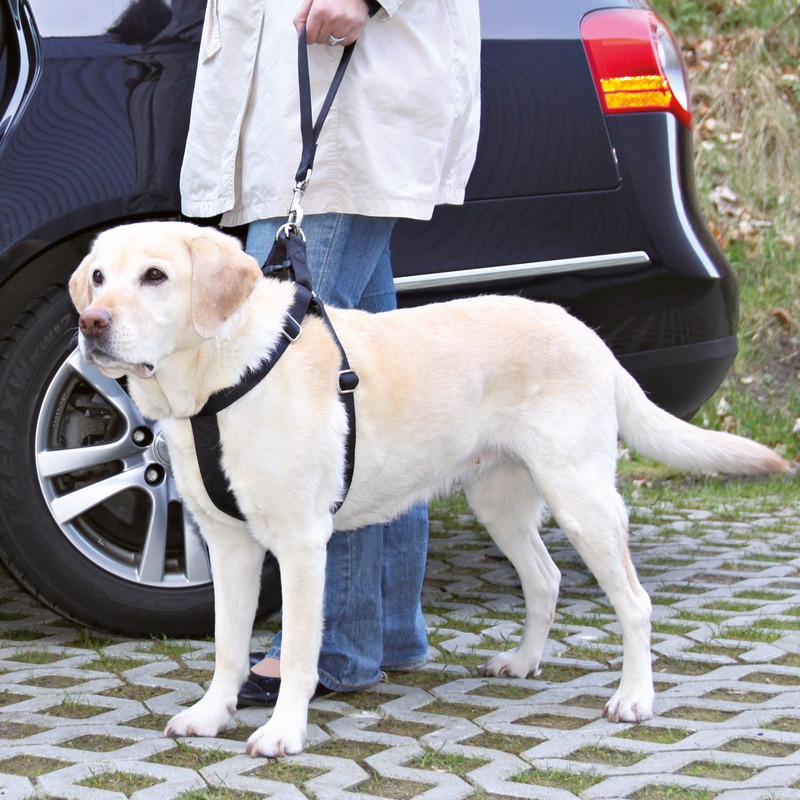 Ersatz-Kurzführer für Auto Hundgeschirr Bild 2