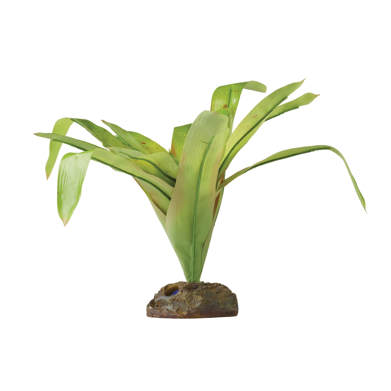 dracena fertilizer Dracaena Warneckii, Lemon Lime Dragon Tree main image 1