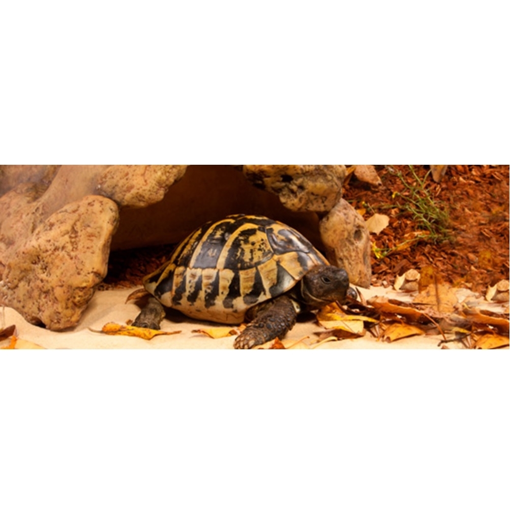 Exo Terra -  Landschildkröten Höhle Bild 2