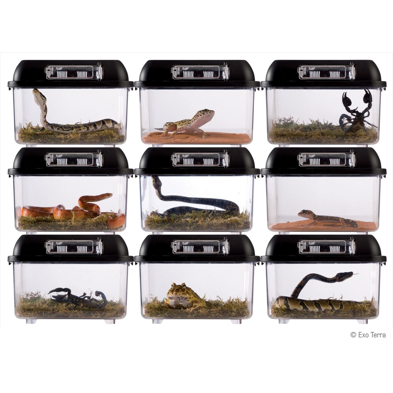 Exo Terra - stapelbares Terrarium Bild 6