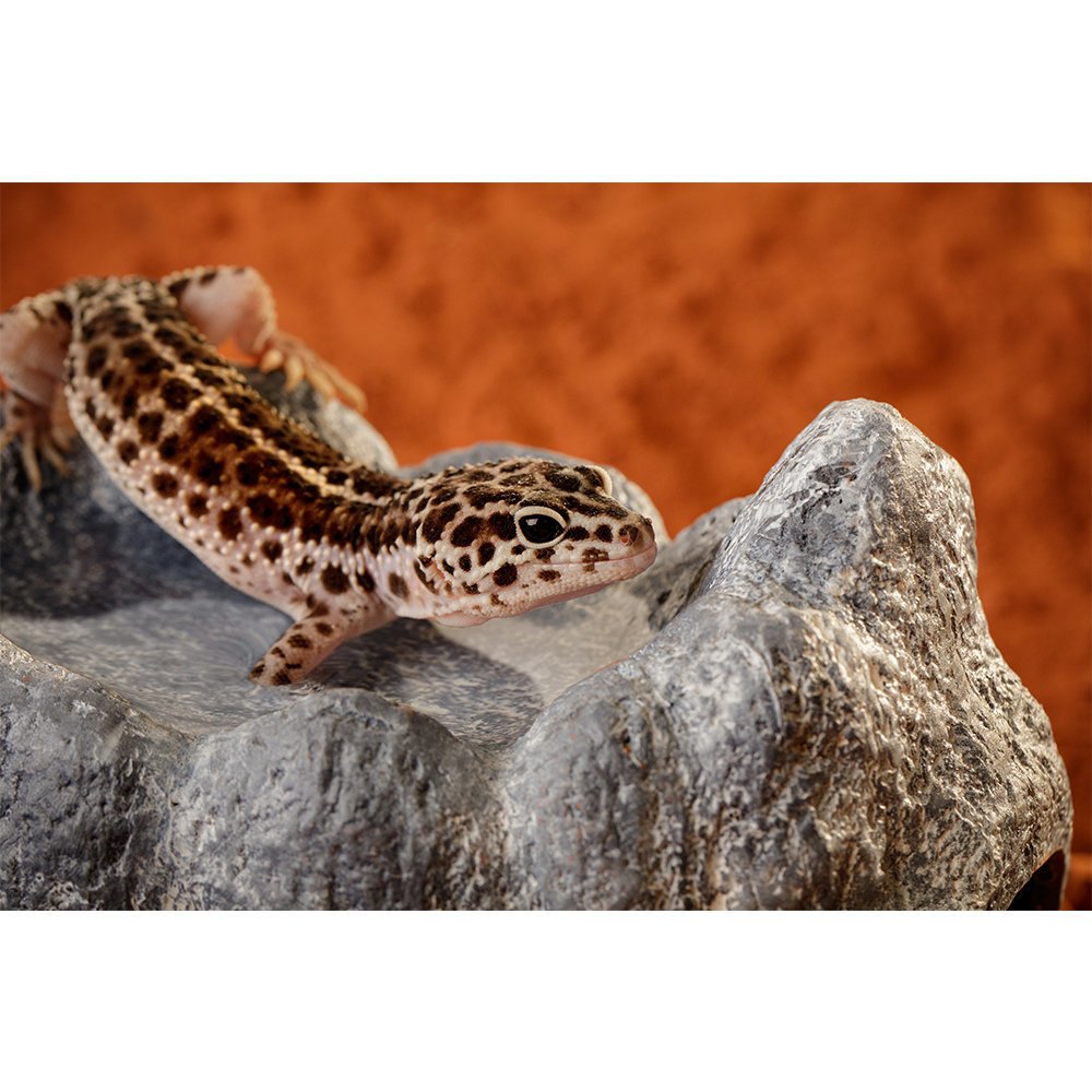 Exo Terra Wet Rock Keramikhöhle Bild 2