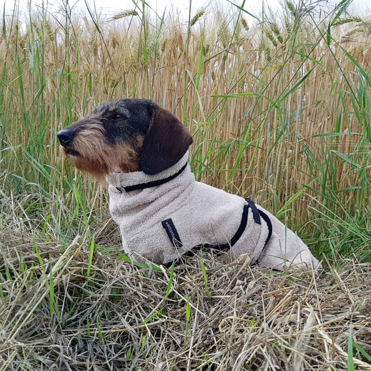 fit4dogs DryUp Cape Trockenmantel für Dackel Bild 5