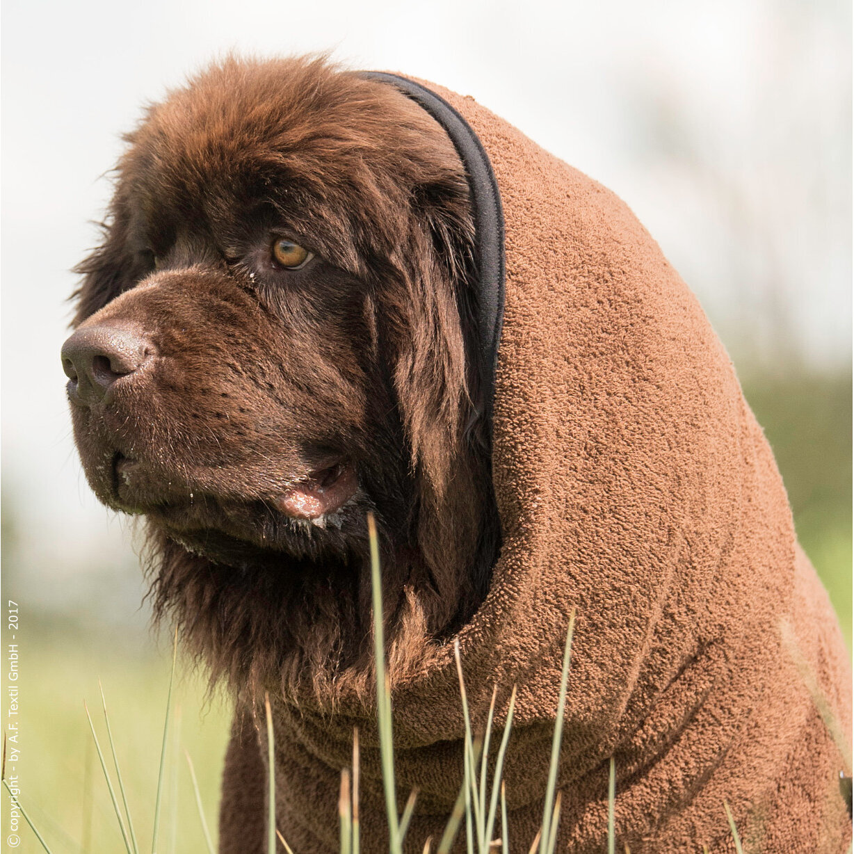 fit4dogs Dryup Cape Maxi Trockenmantel, Rückenlänge 84 cm, braun fit4dogs Dryup Cape Maxi Trockenmantel, Rückenlänge 84 cm, braun