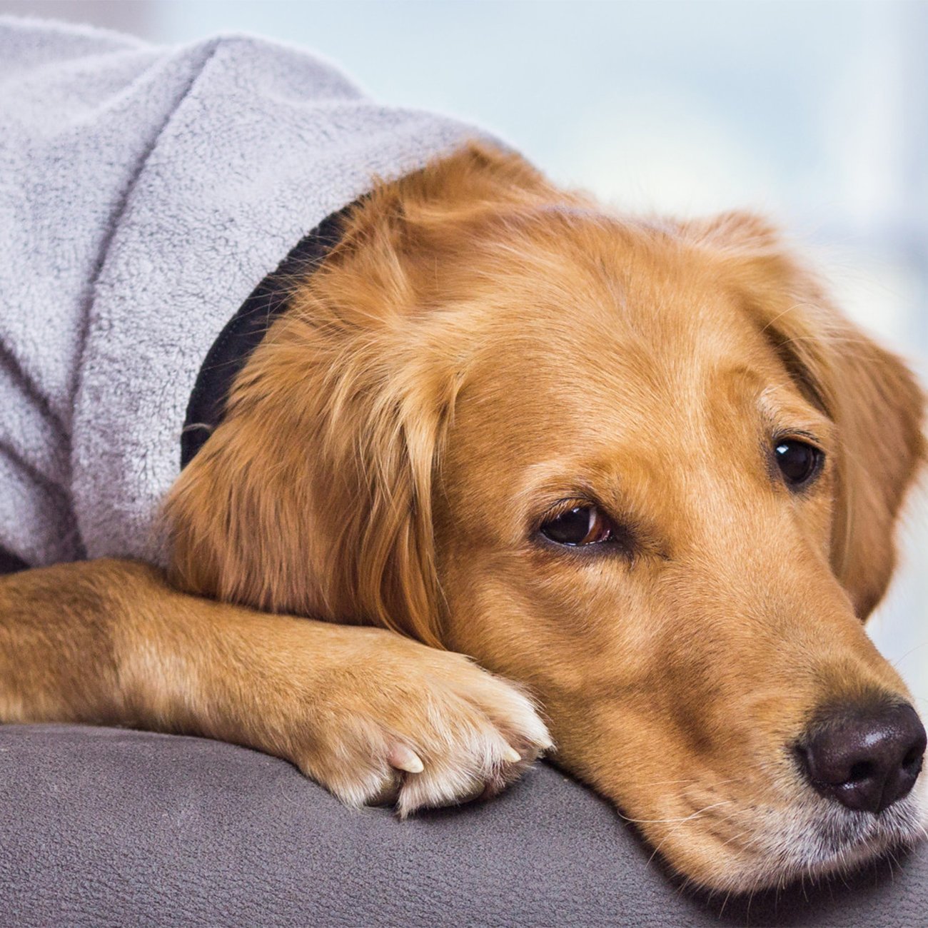 fit4dogs DryUp Cape Royal - Premium Trockenmantel für Hunde Bild 7