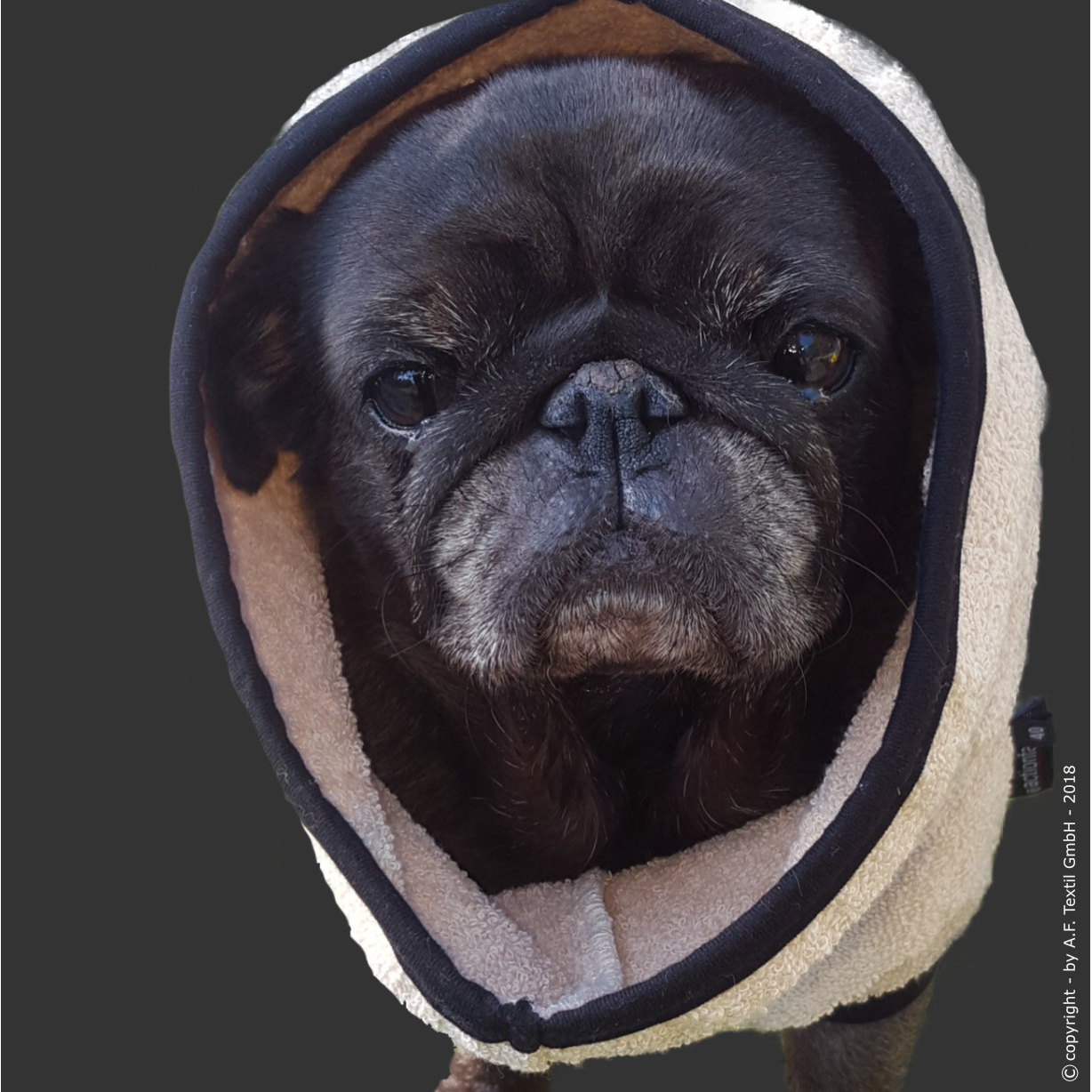 fit4dogs DryUp Cape Trockenmantel für Mops und Co Bild 4