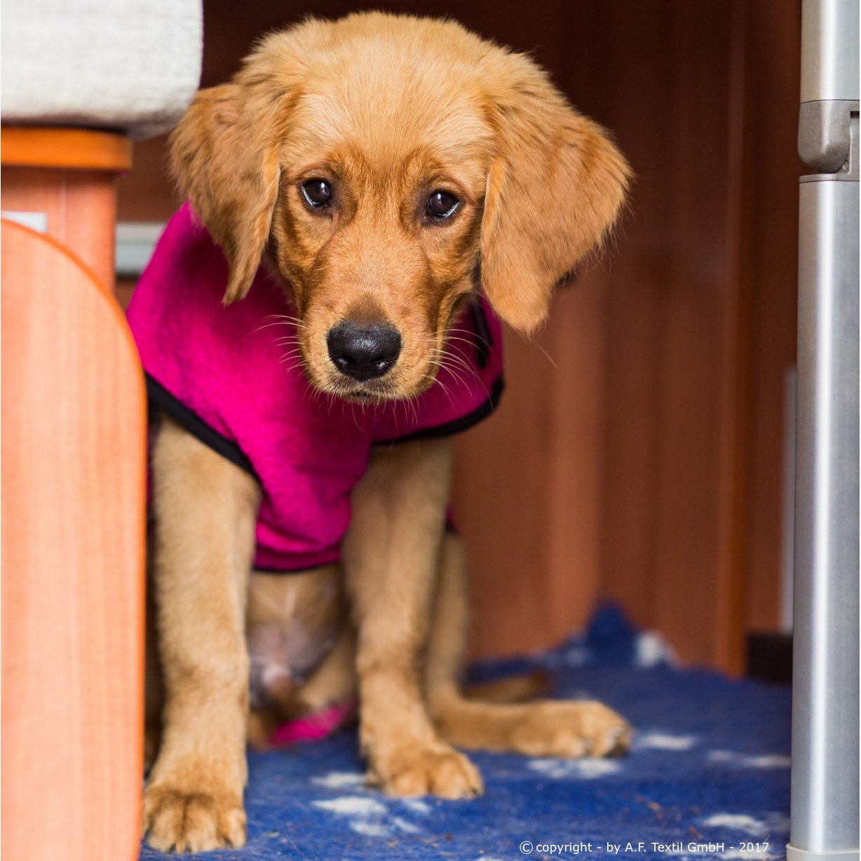 fit4dogs Dryup Mini Trockenmantel für Hunde Bild 14