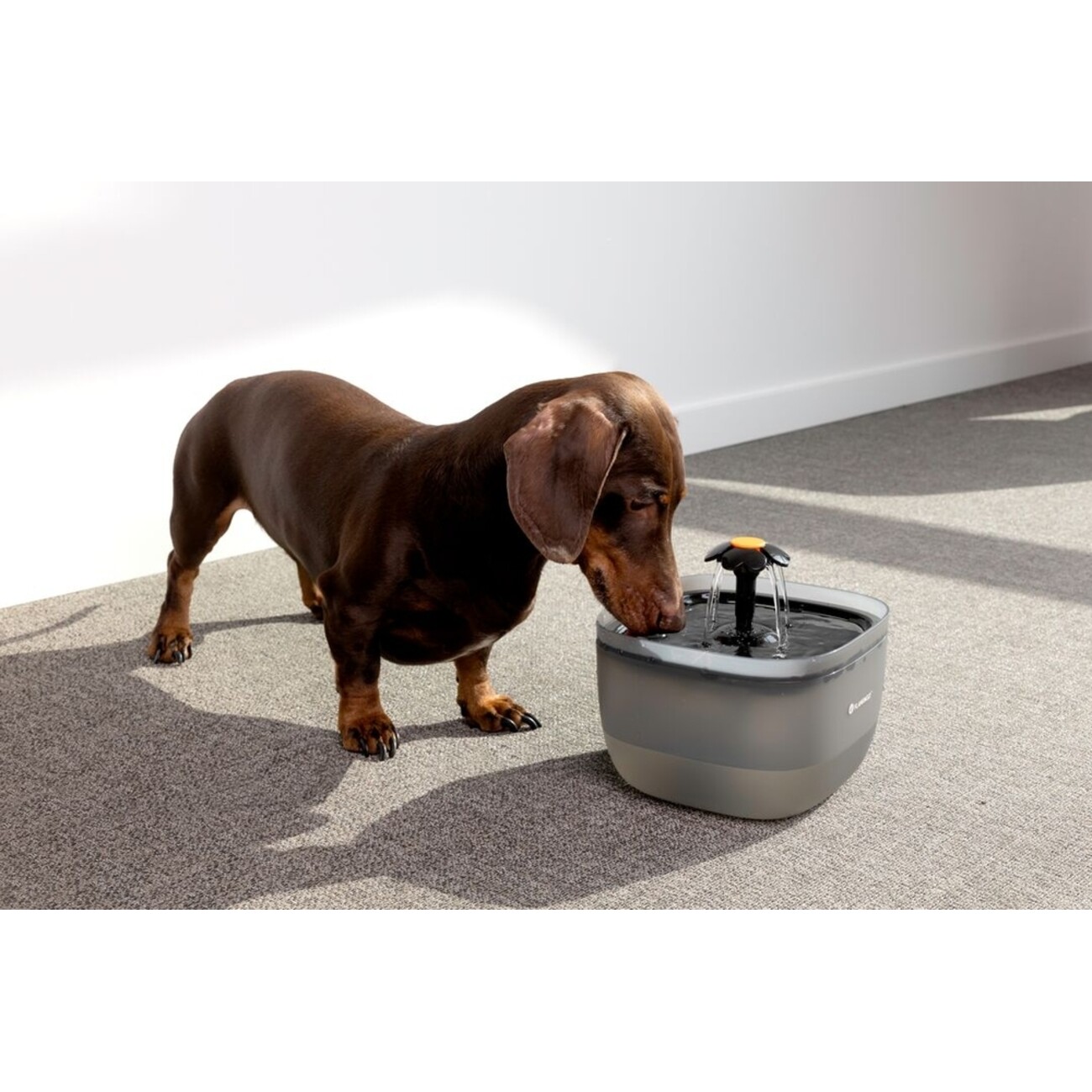 Flowie Trinkbrunnen für Hunde & Katzen Bild 2