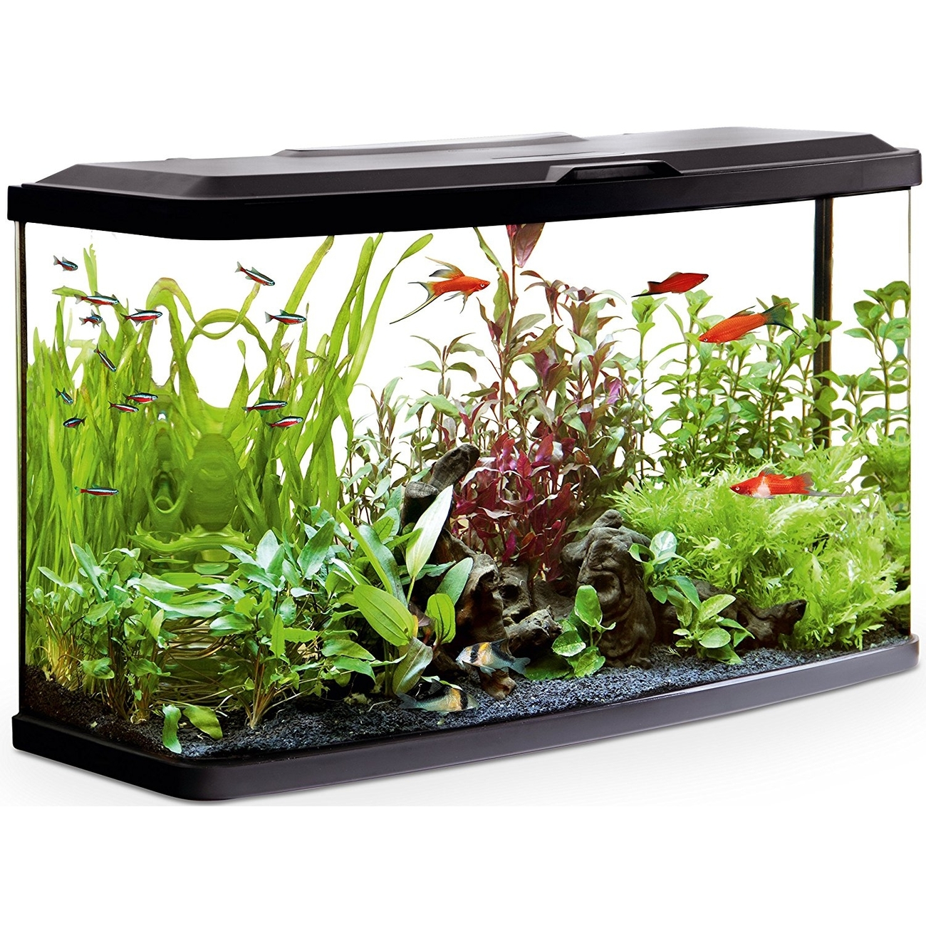 Fluval Vue Aquarienset Bild 2