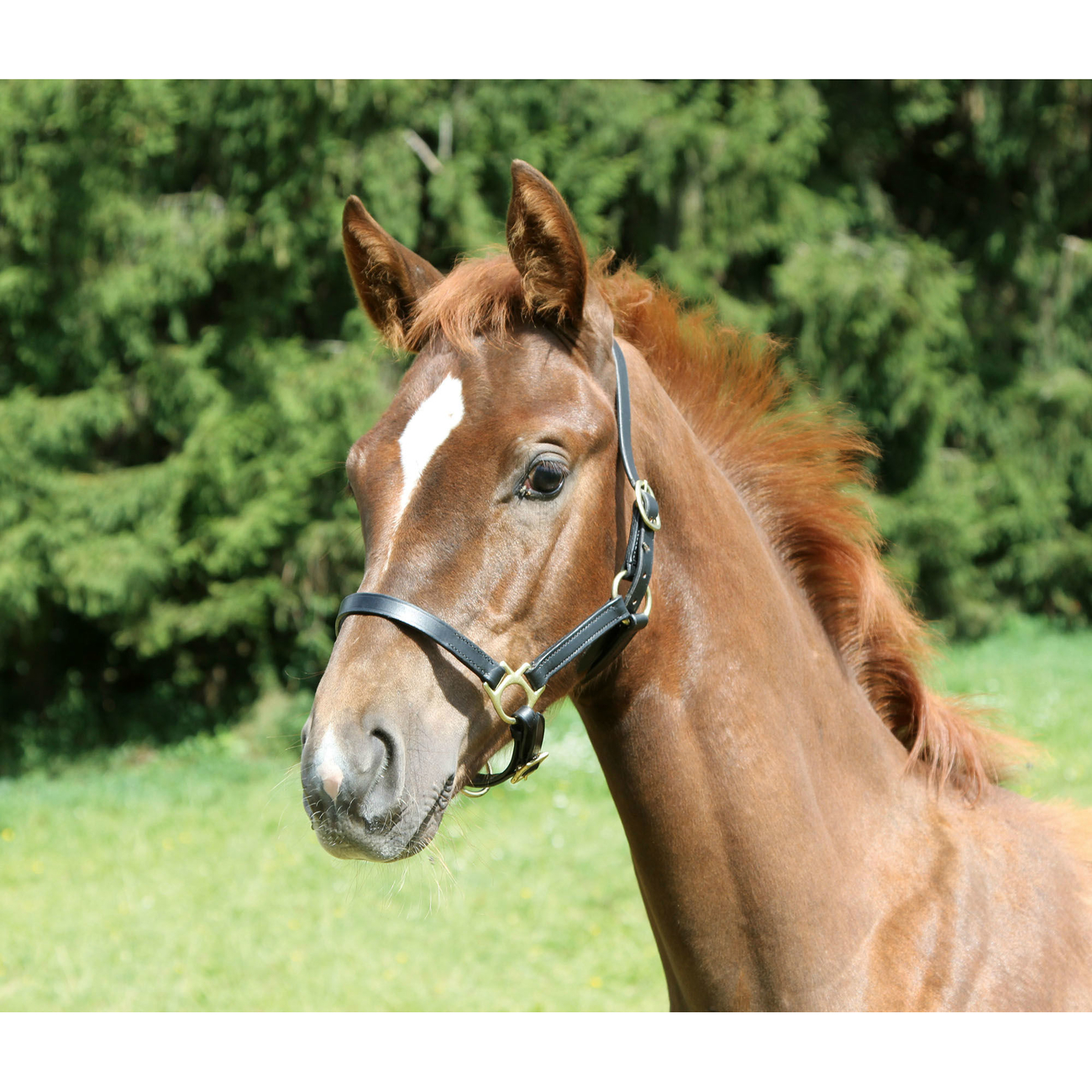 Fohlenhalfter Eco aus Leder Bild 2