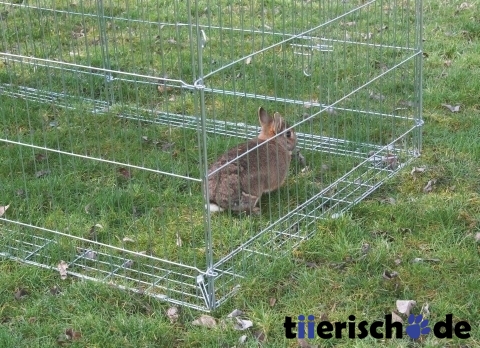 Freigehege mit Ausbruchsperre klein Bild 3