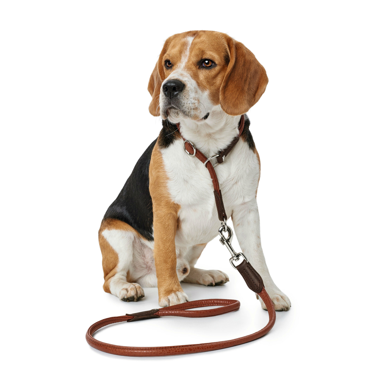 Führleine Round & Soft Cody Bisonleder Bild 6