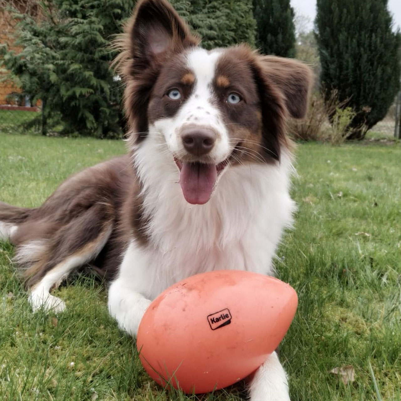 Funny Eggy Spielei für Hunde Bild 2