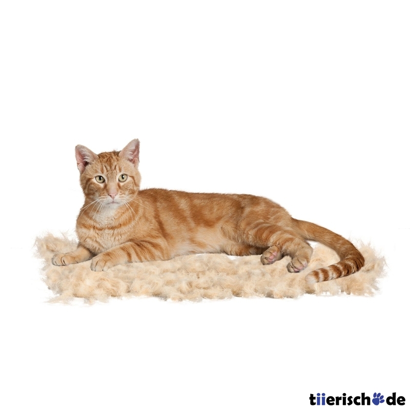 Furminator Katze Kurzhaar Bild 2