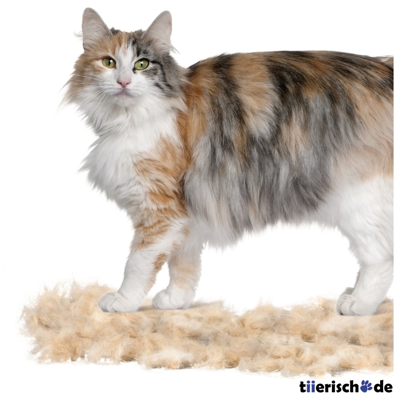 Furminator Katze Langhaar Bild 3