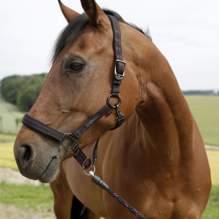 Führstrick GoLeyGo Pferd mit Adapter-Pin Bild 11