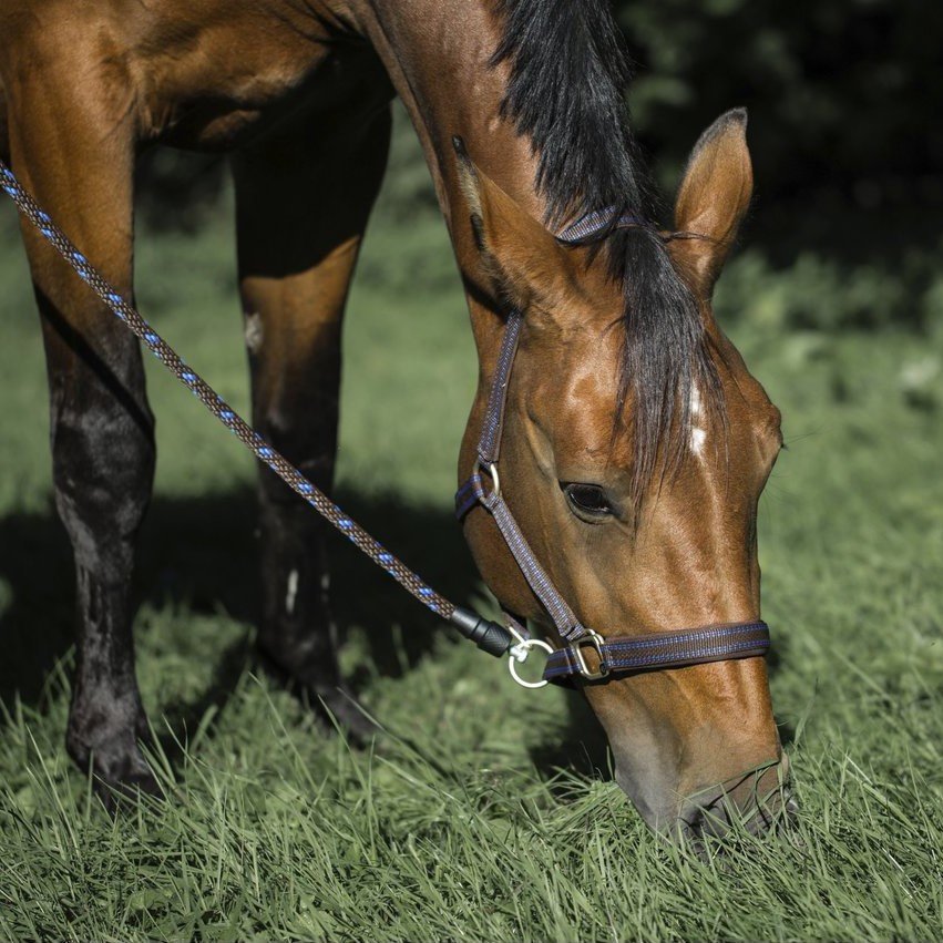 Führstrick GoLeyGo Pferd mit Adapter-Pin Bild 14