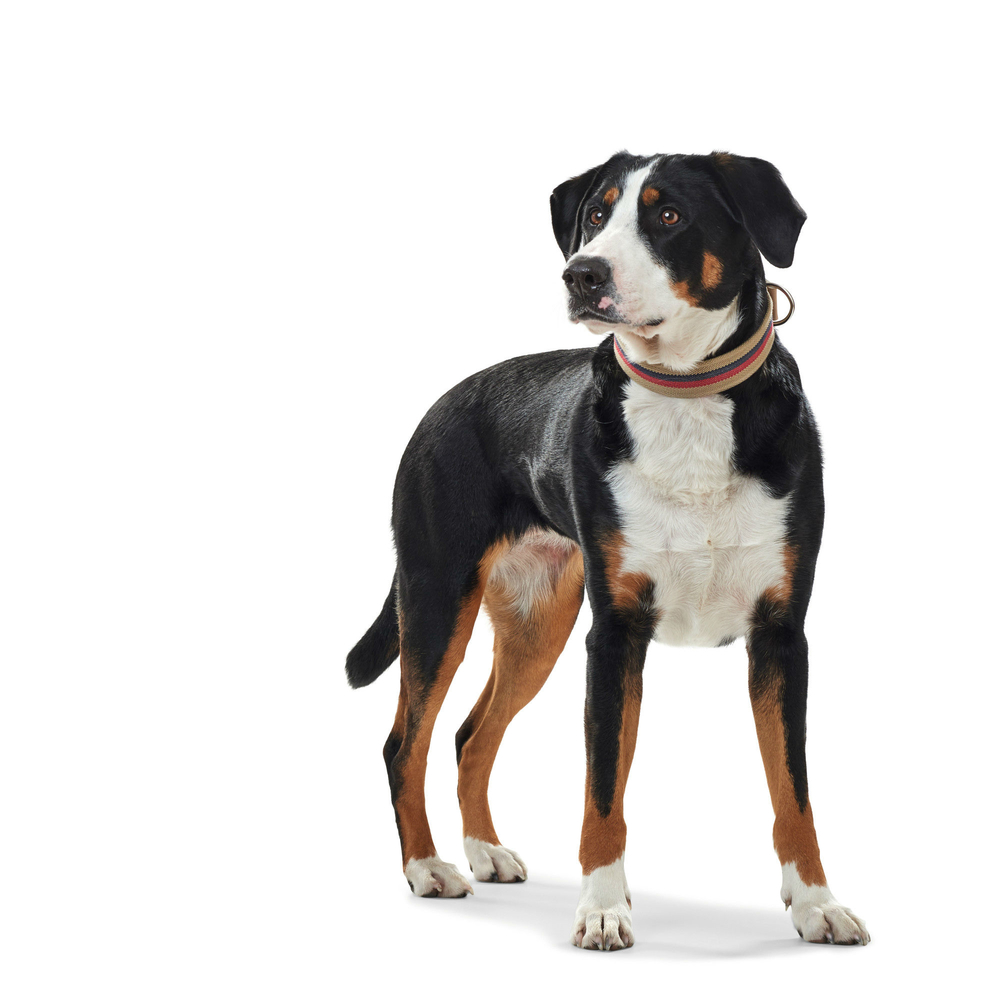 Halsband New Orleans Stripes Bild 8