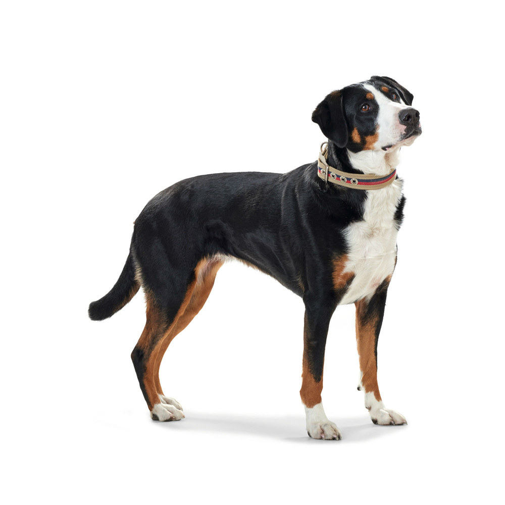 Halsband New Orleans Stripes Bild 9