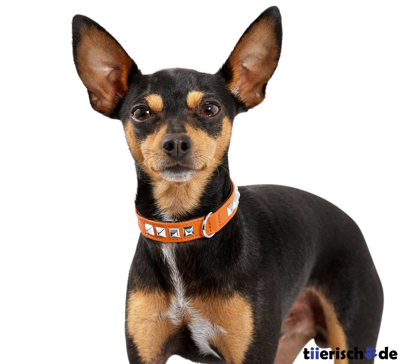 Halsband Rocky Petit für kleine Hunde Bild 3