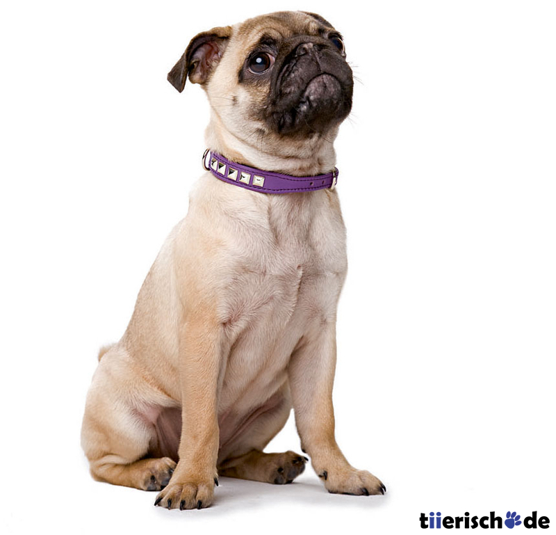 Halsband Rocky Petit für kleine Hunde Bild 7