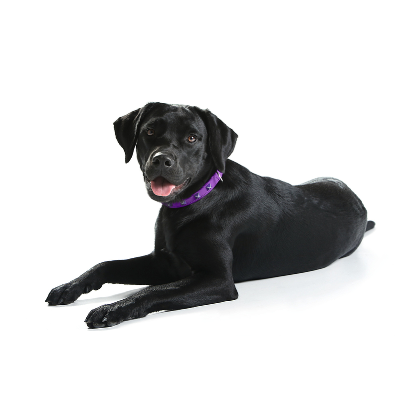 Hunter Hundehalsband Softie Kunstleder Bild 11