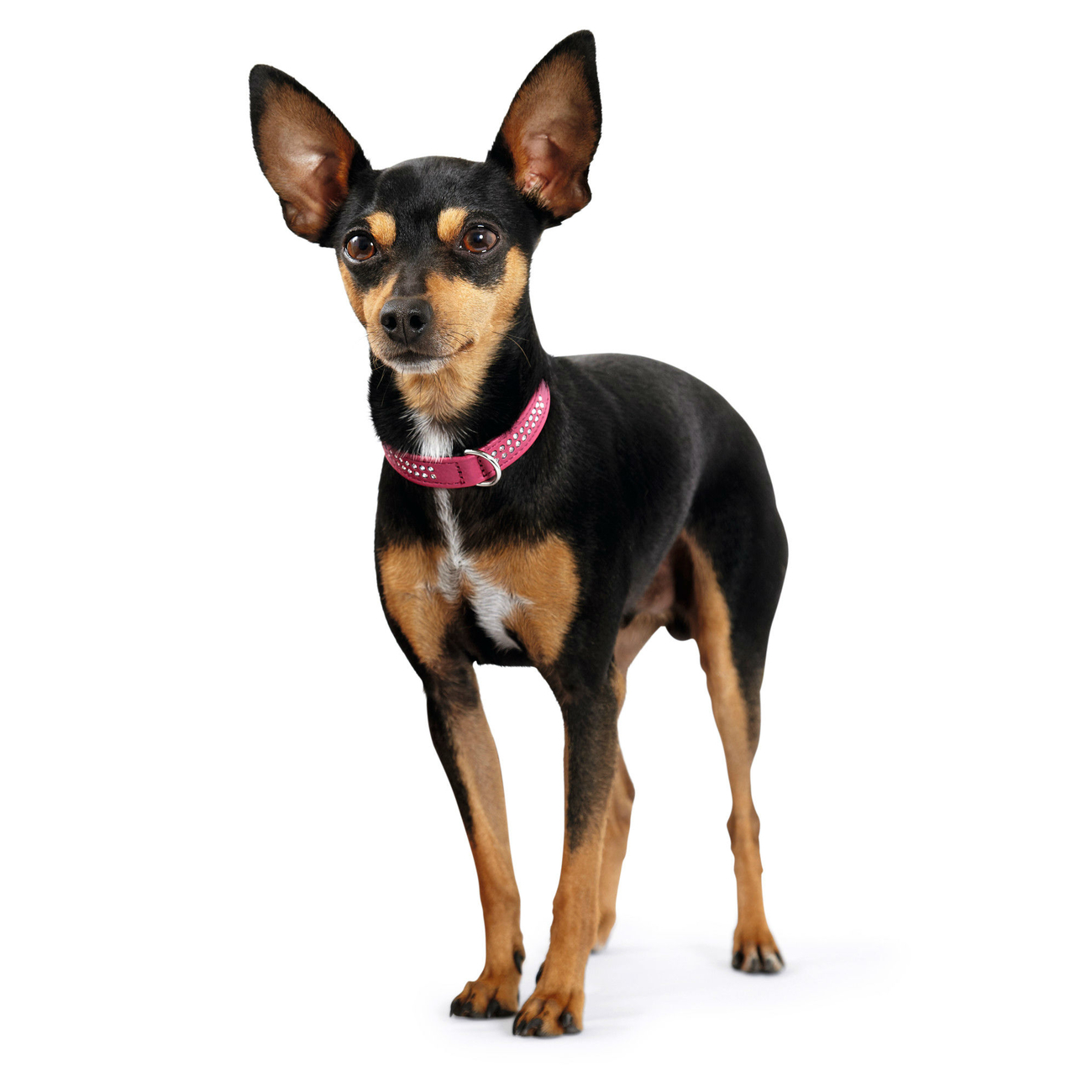 Halsband Swarowski Diamond Petit für kleine Hunde Bild 5