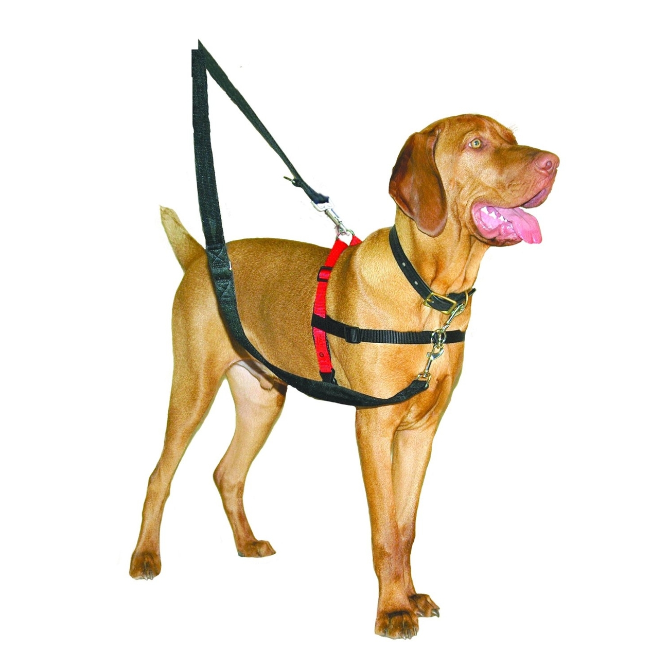 HALTI Harness Front Control Ausbildungsgeschirr für Hunde Bild 5