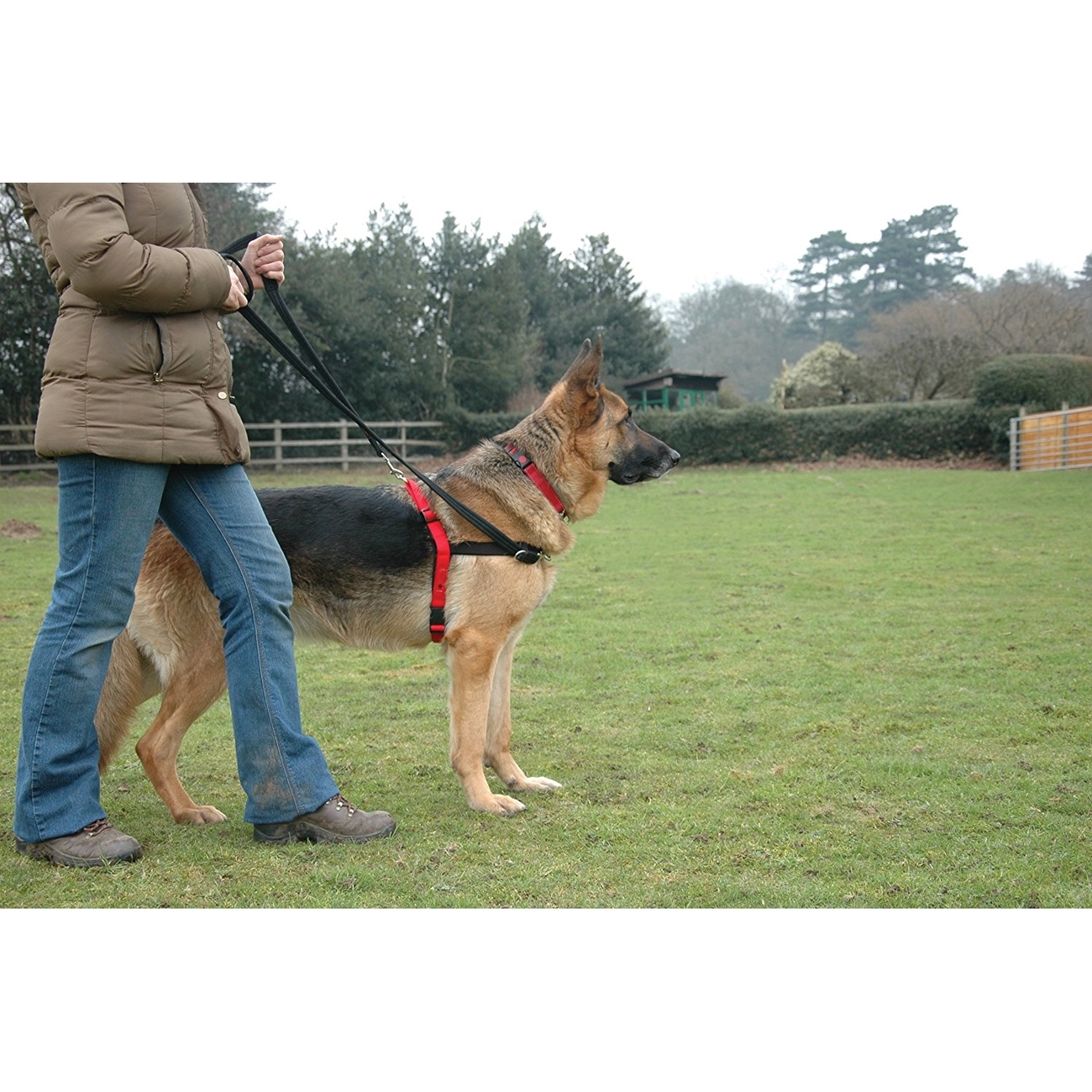 HALTI Harness Front Control Ausbildungsgeschirr für Hunde Bild 10