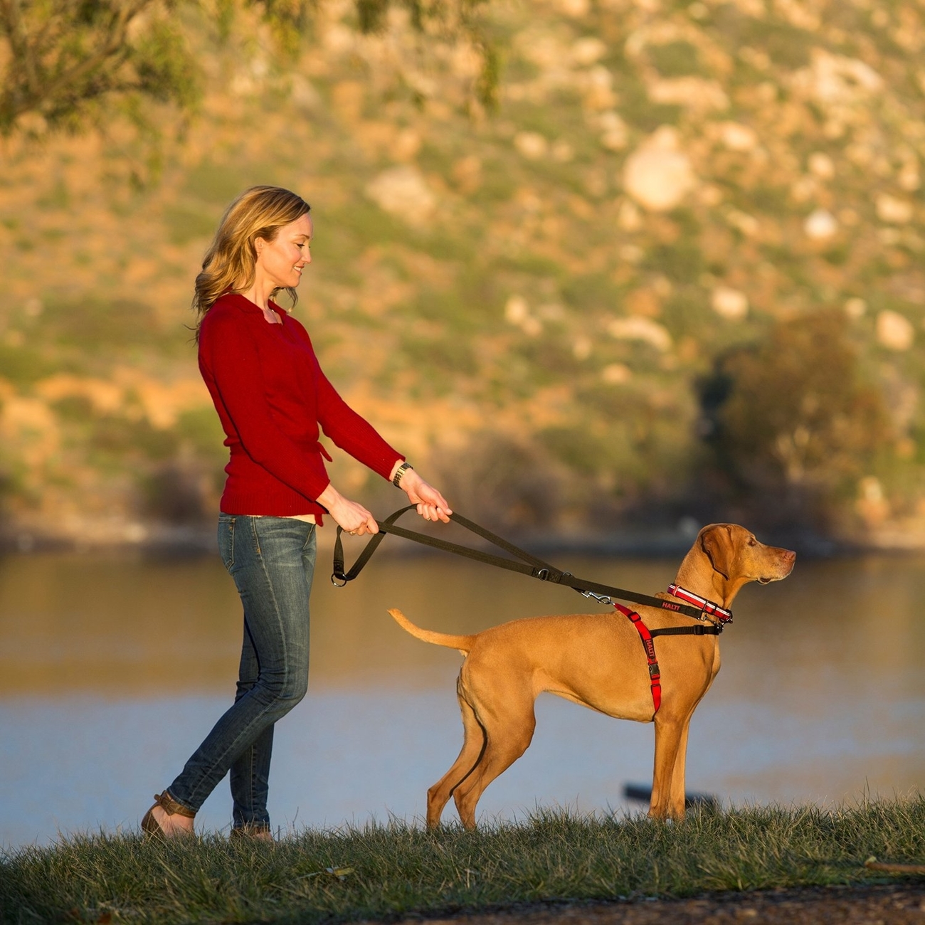 HALTI Harness Front Control Ausbildungsgeschirr für Hunde Bild 11