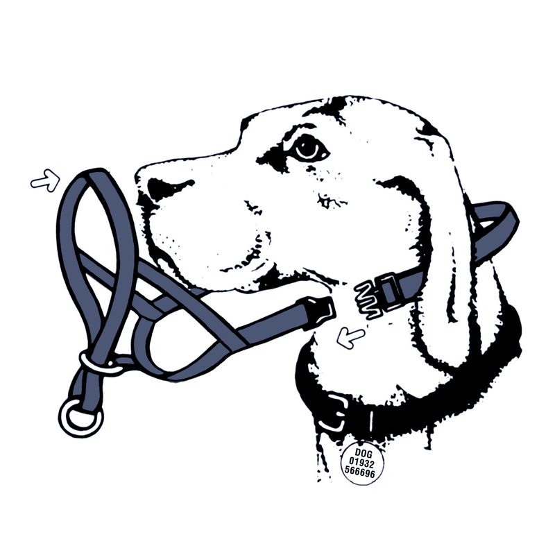 HALTI Hundehalfter Kopfgeschirr für Hunde Bild 9