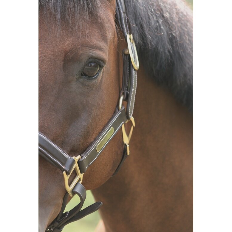 Hans Melzer Halfter Stuttgart Leder Bild 2