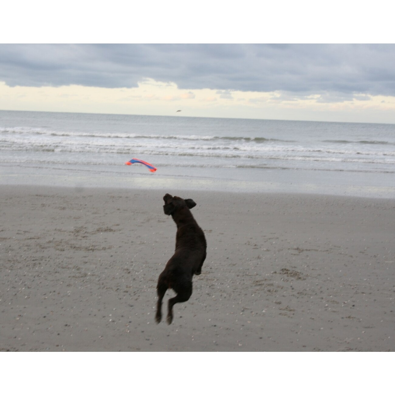 Chuckit! Flying Squirrel Bild 4