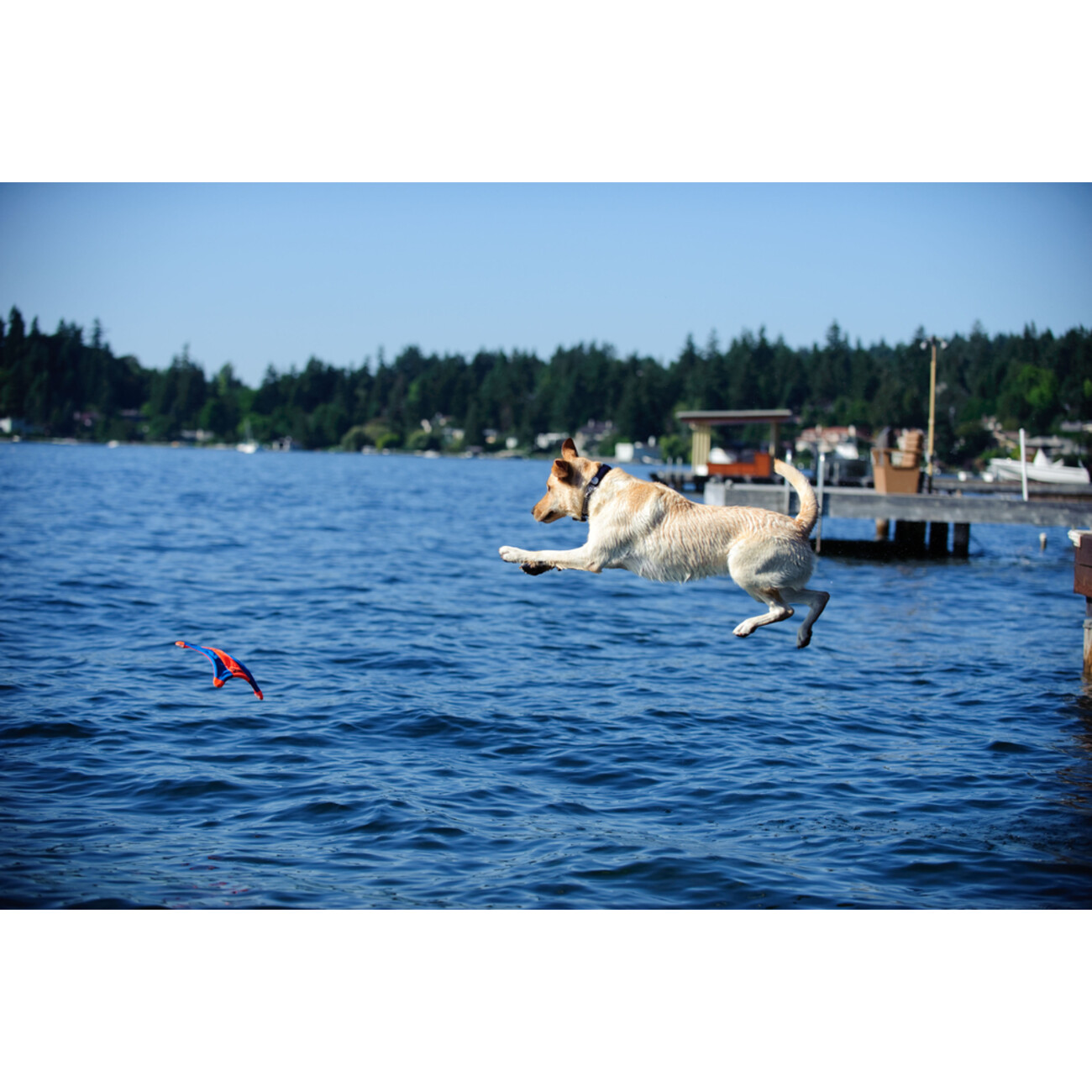 Chuckit! Flying Squirrel Bild 5