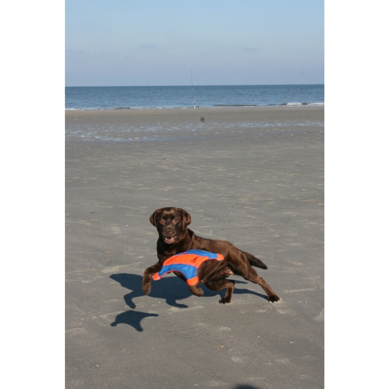 Chuckit! Flying Squirrel Bild 6