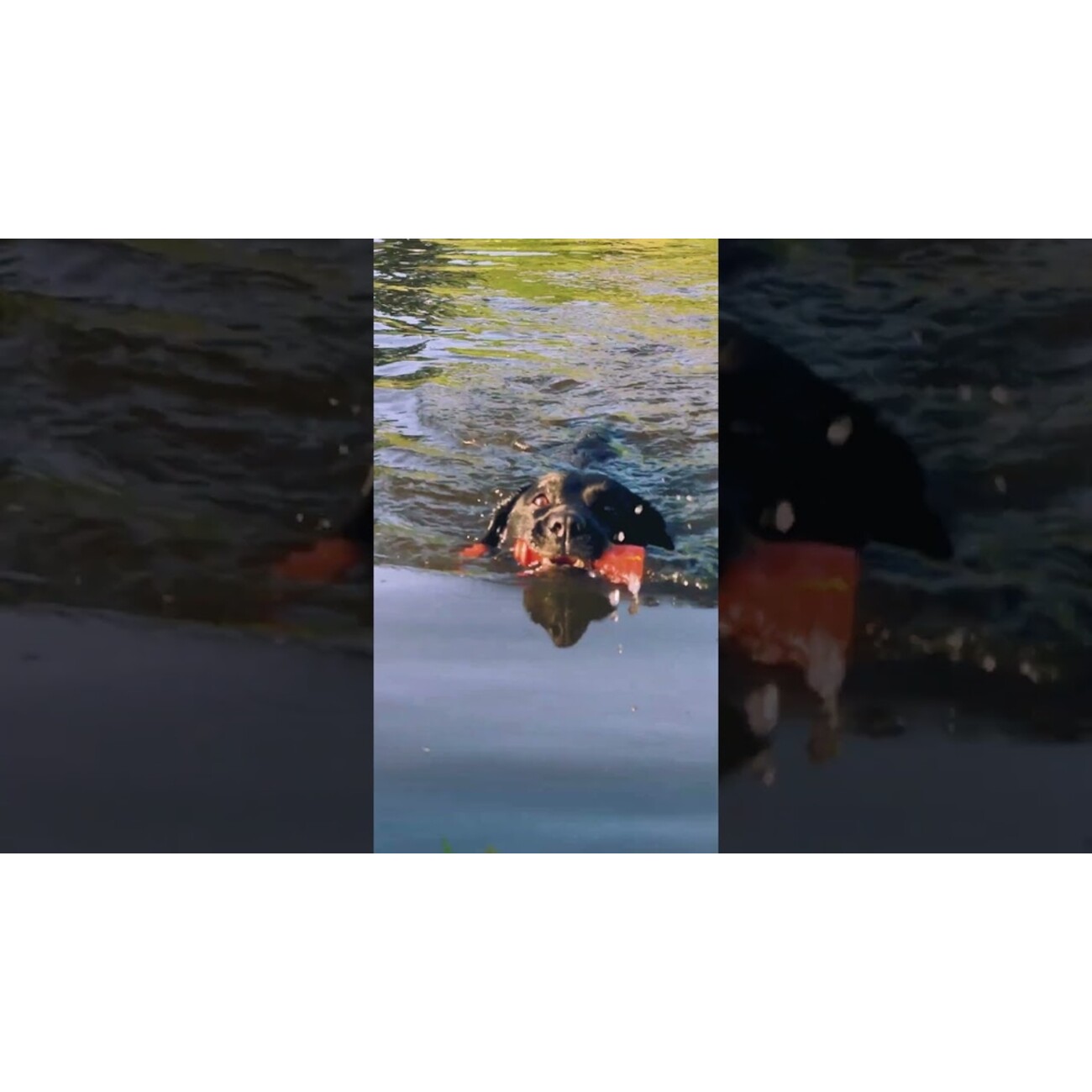 Dog Comets Bobber Schwimmspielzeug Bild 2