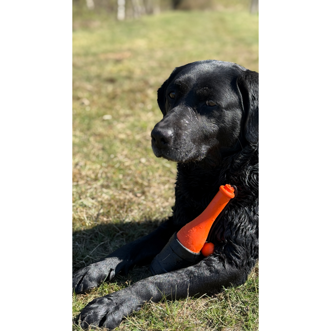 Dog Comets Bobber Schwimmspielzeug Bild 5