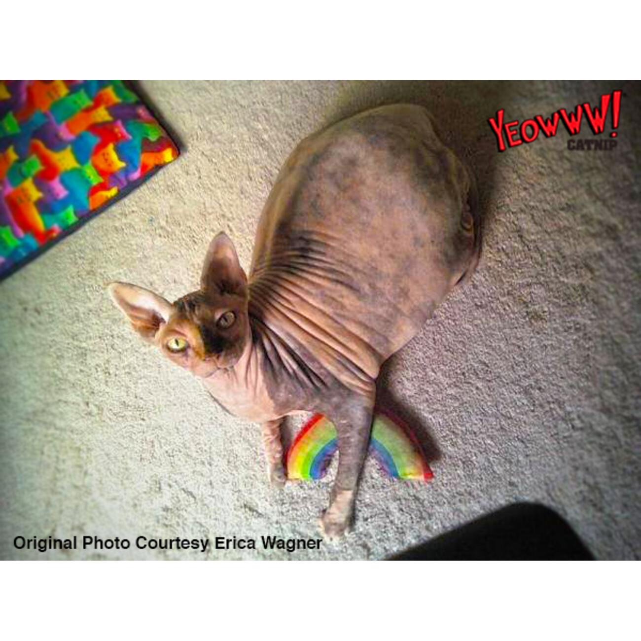 Yeowww! Rainbow Katzenspielzeug Bild 3
