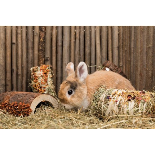 Holz Brücke Kaninchen und Kleinnager mit Gemüse und Nüssen Bild 2