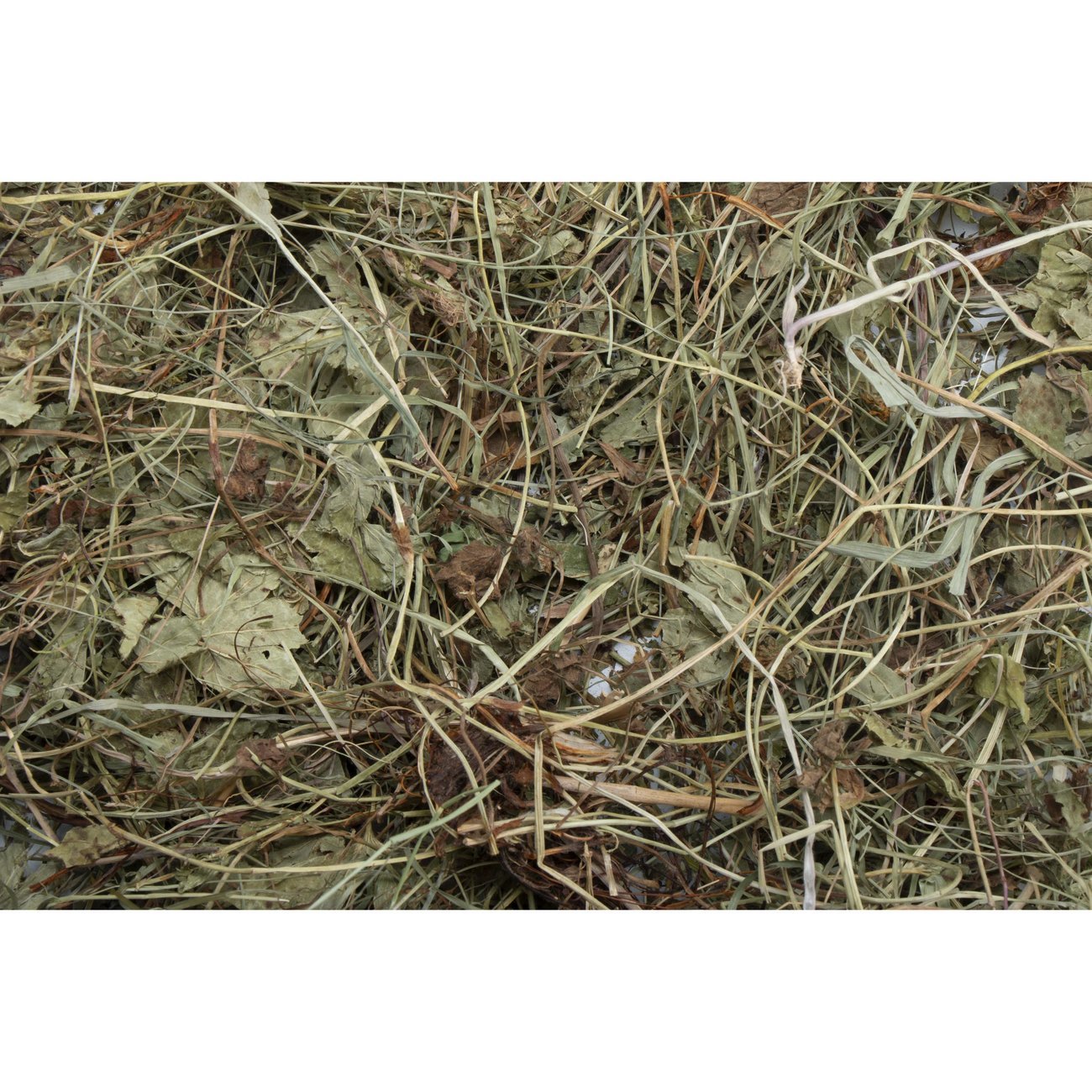 HUGRO® Nagertraum Frauenmantelkraut Bild 2