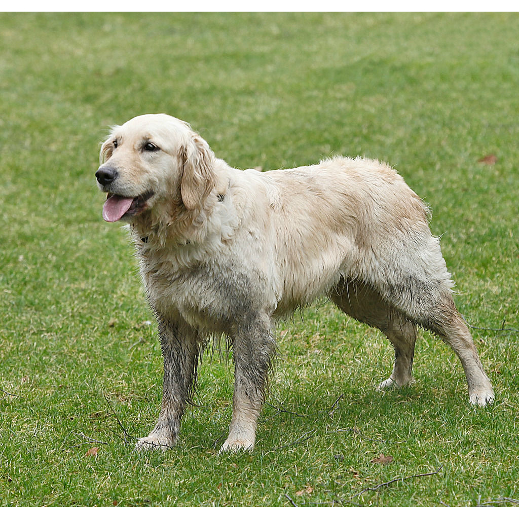 Hunde Duschwanne Doggy Shower Bild 7