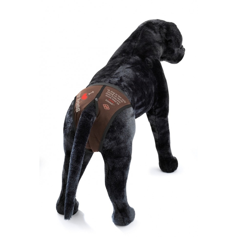 Hunde Dog Pants Schutzhose bei Läufigkeit Bild 4