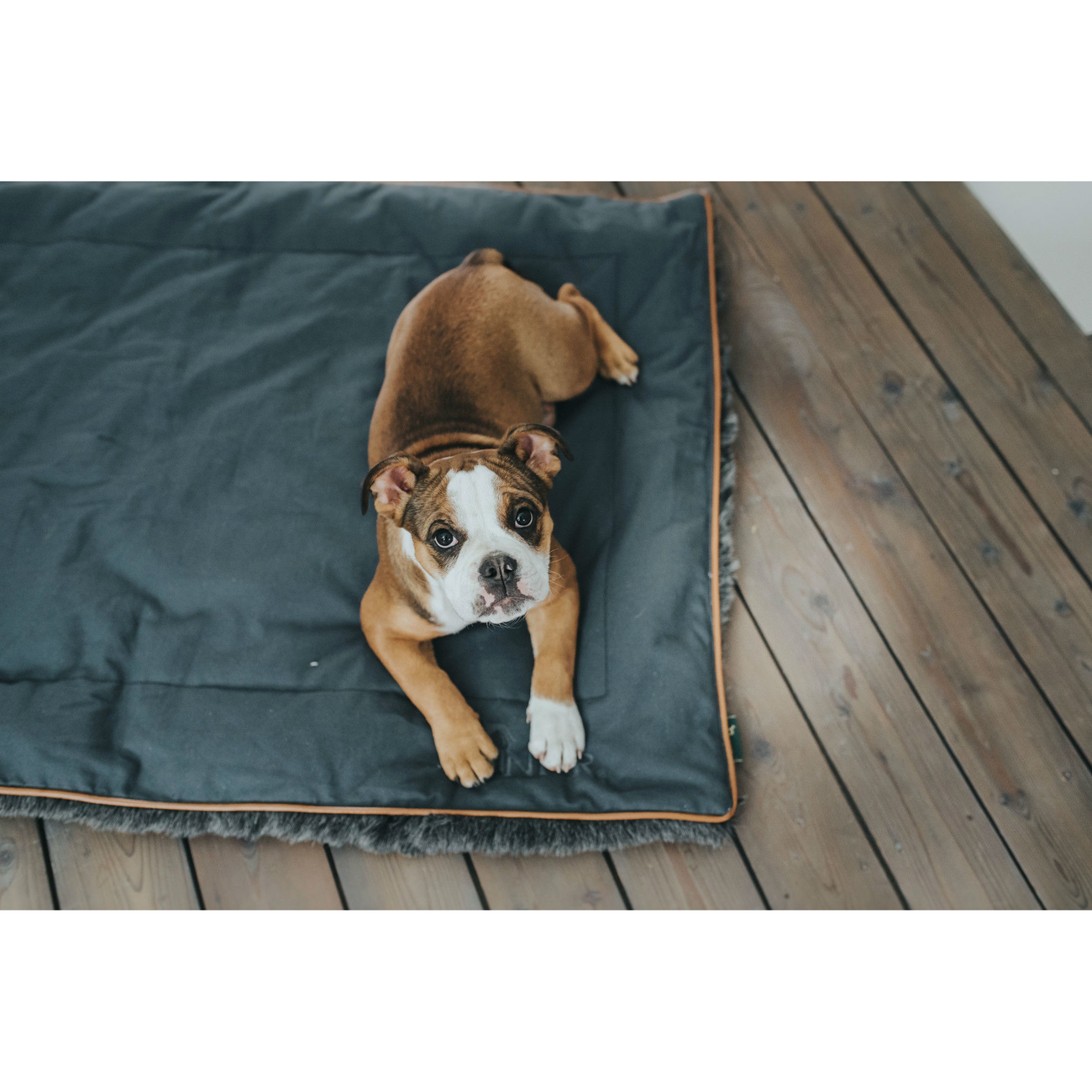 Hunter Hundedecke Bergamo Bild 4