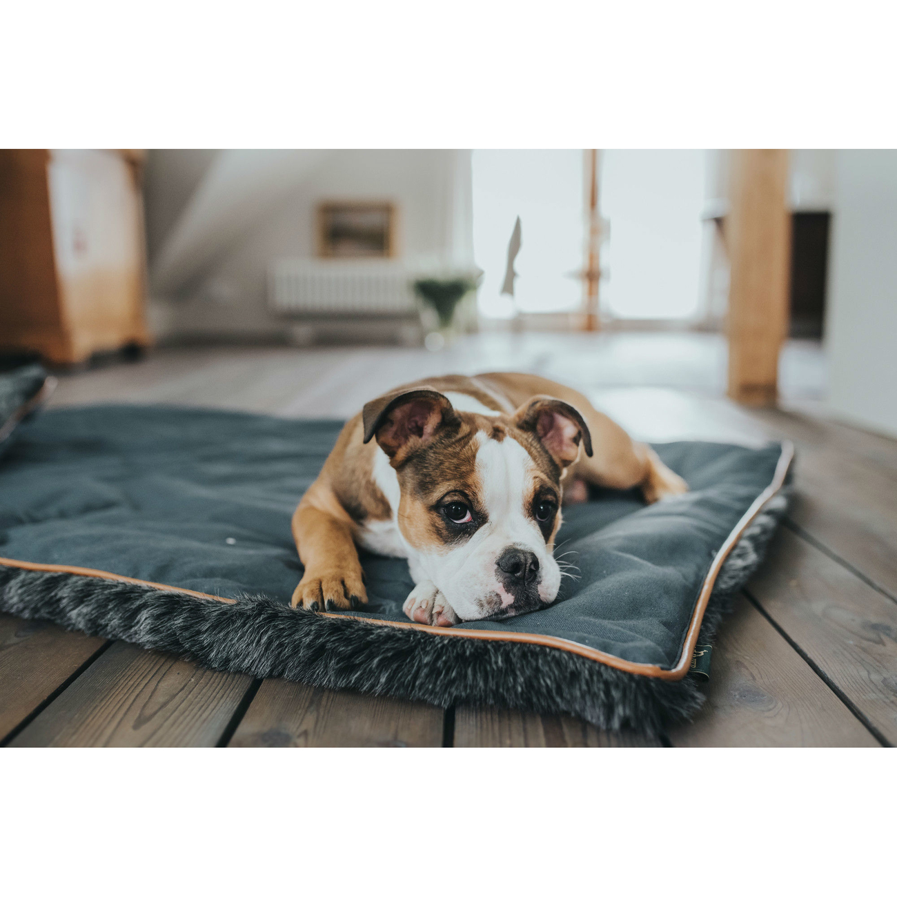 Hunter Hundedecke Bergamo Bild 6