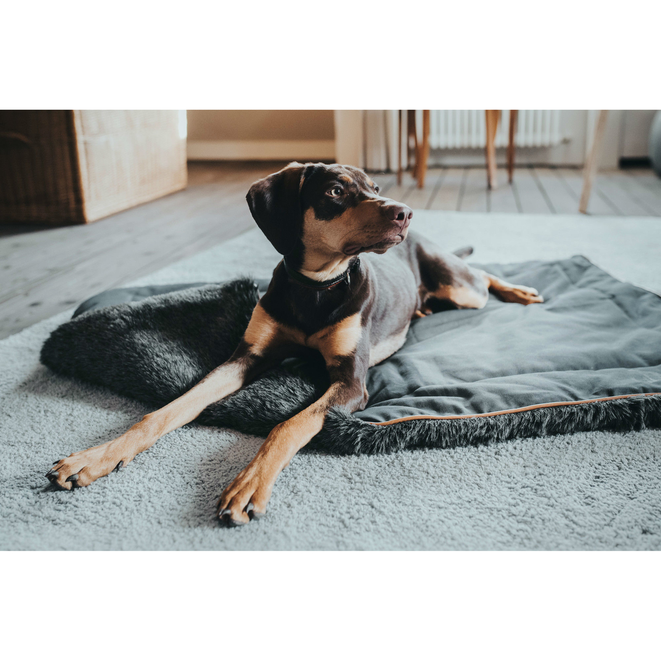 Hunter Hundedecke Bergamo Bild 7