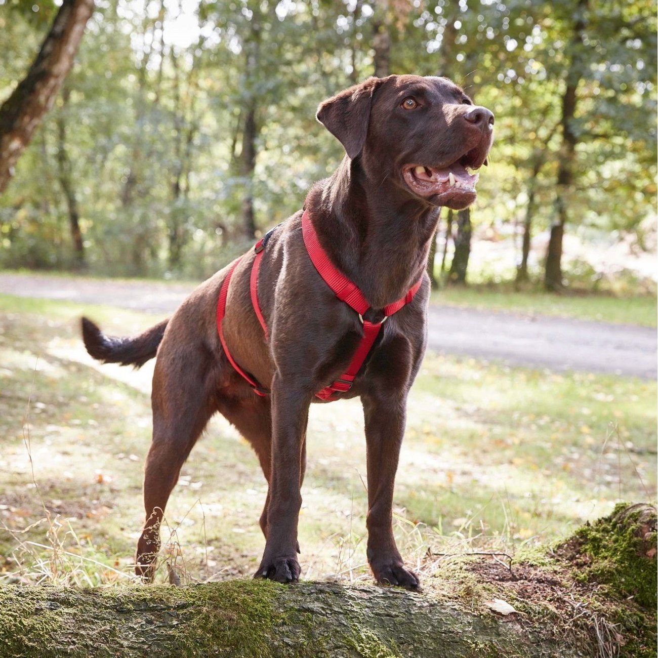 Hundegeschirr ausbruchsicher Professional No Escape Bild 2