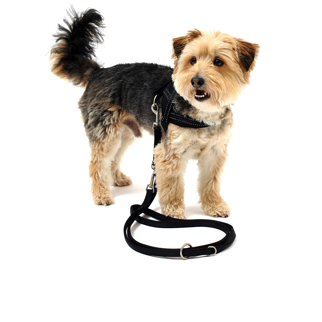 Hundegeschirr Soft & Safe reflektierend Bild 9