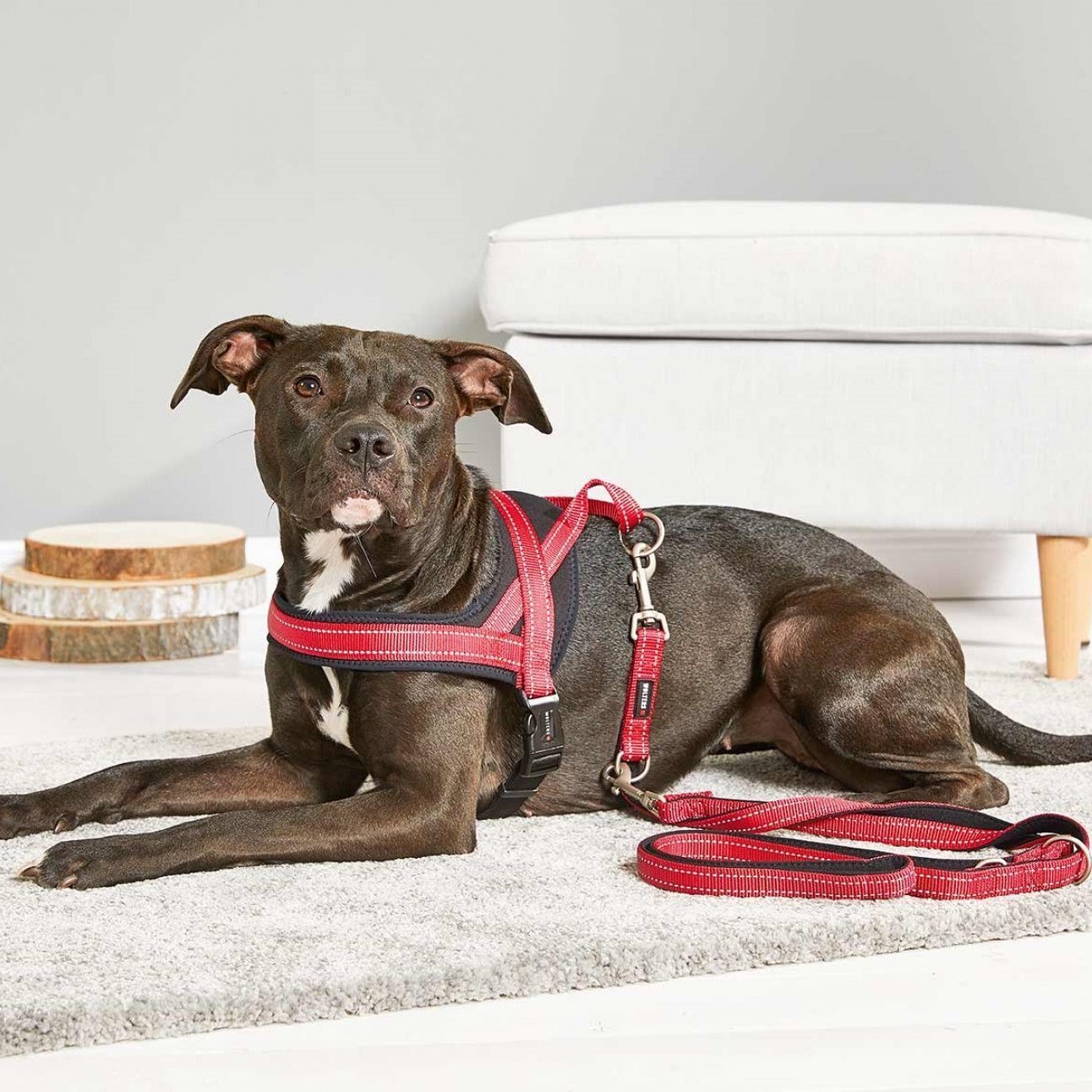 Hundegeschirr Soft & Safe reflektierend Bild 2