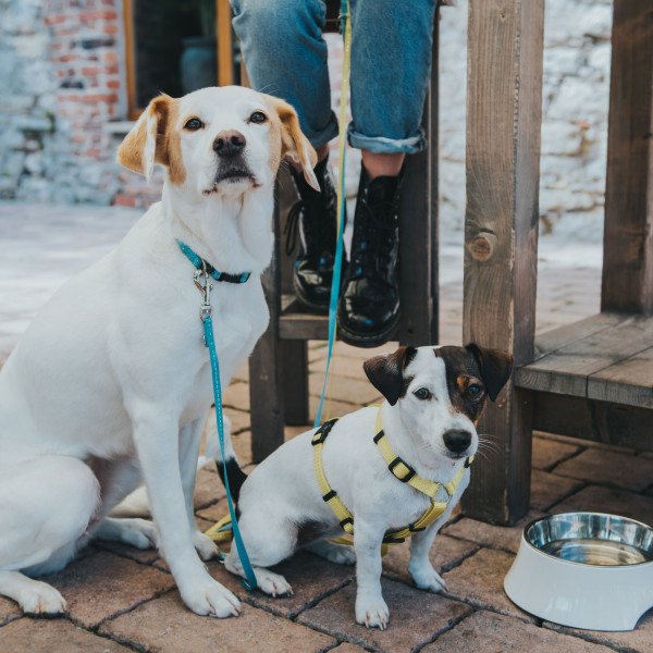 Hunter Hundegeschirr Tripoli für kleine Hunde Bild 2