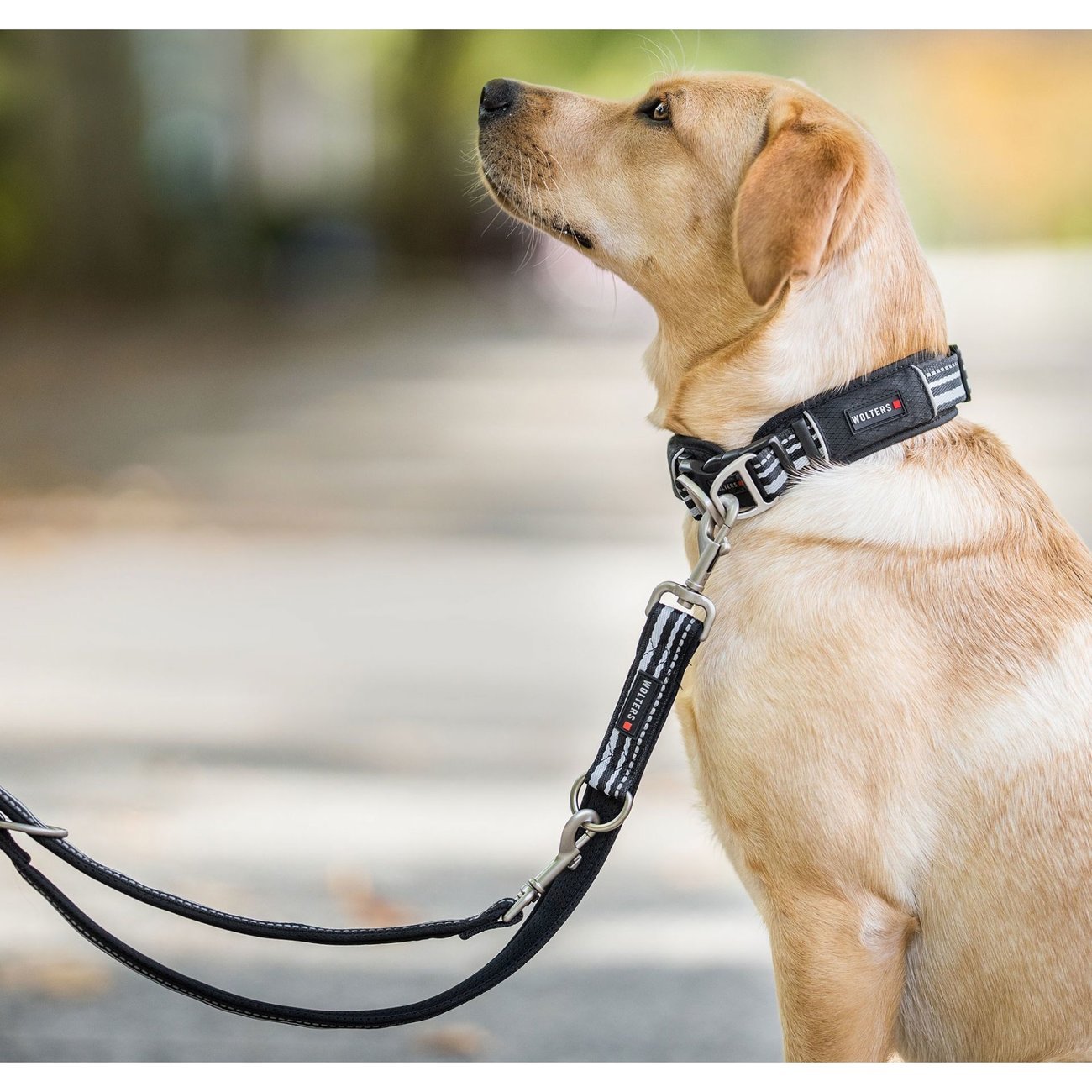 Hundehalsband Active Pro Bild 2